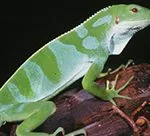 Brachylophus bulabula