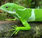 Brachylophus fasciatus