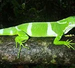 Brachylophus fasciatus