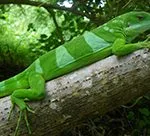 Brachylophus fasciatus