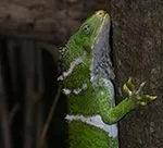 Brachylophus vitiensis