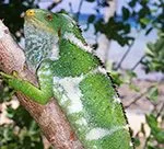 Brachylophus vitiensis