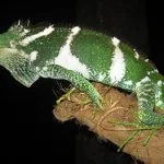 Brachylophus vitiensis
