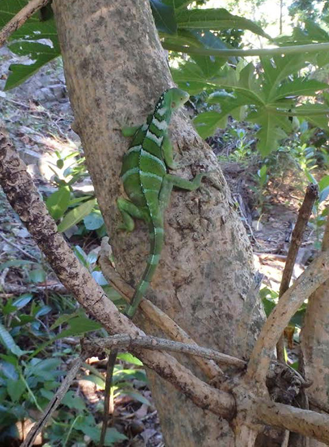Monuriki Iguana