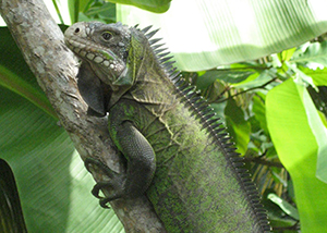 Iguana delicatissima