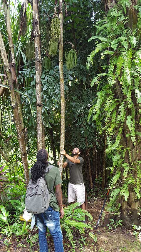 Two participants retrieve fresh palm seed samples for the diet study.