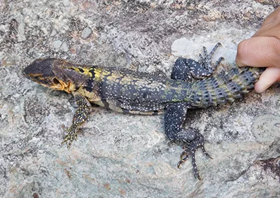 Ctenosaura quinquecarinata