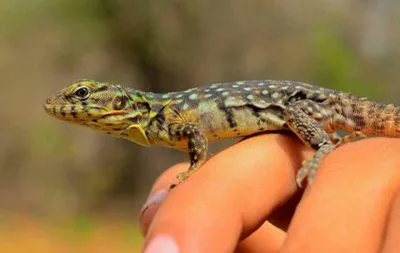 Ctenosaura quinquecarinata