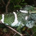 Brachylophus_vitiensis_PeterHarlow2