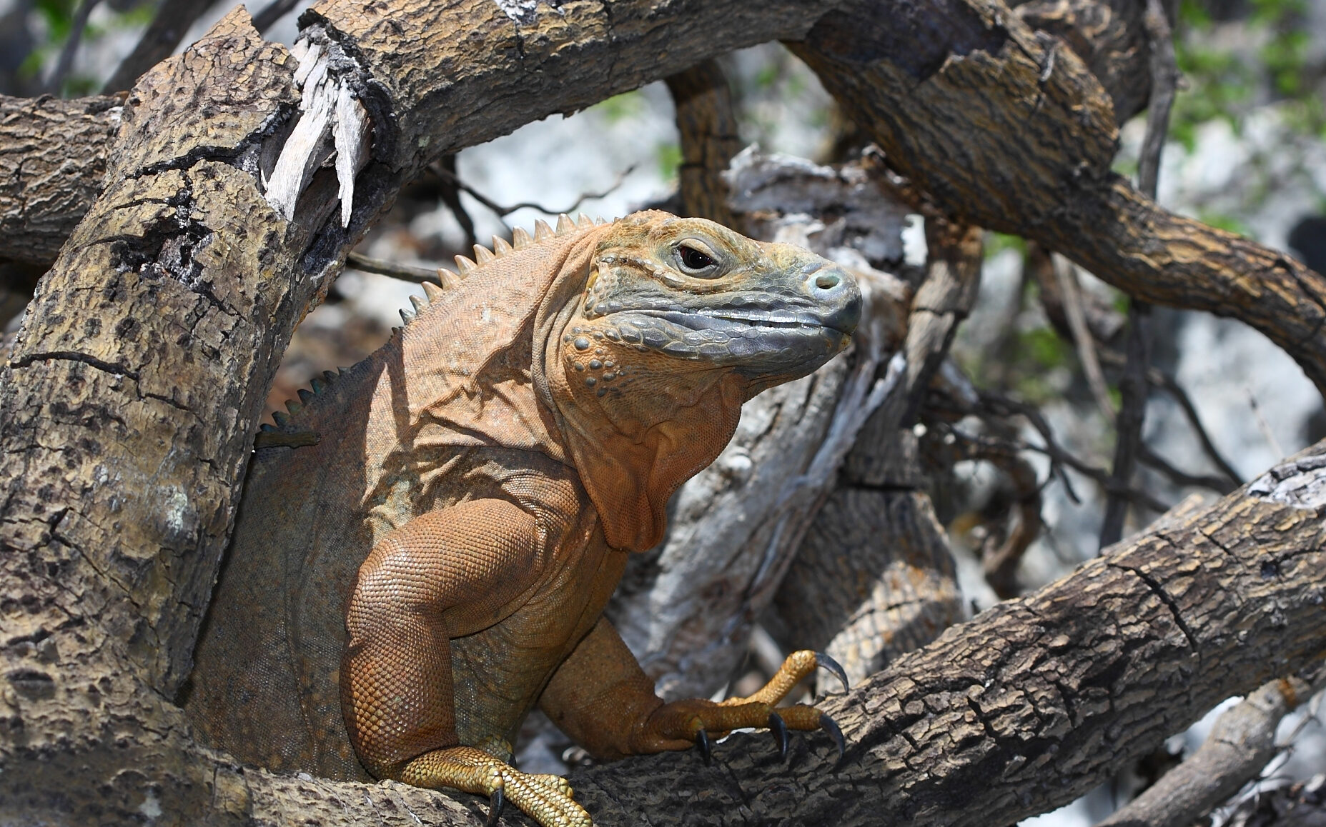 Read more about the article Jamaican Iguana Conservation Success