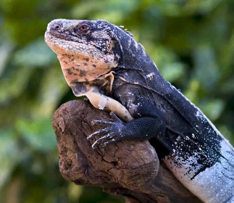 Ctenosaura melanosterna- John Binns