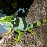 Brachylophus bulabula