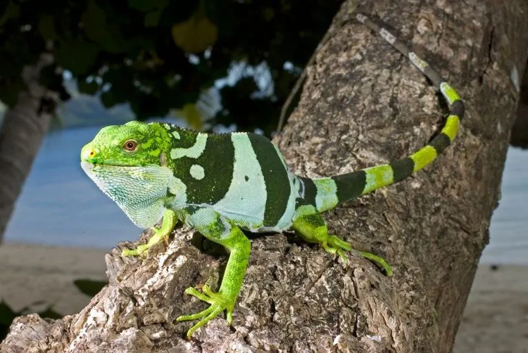 Brachylophus bulabula