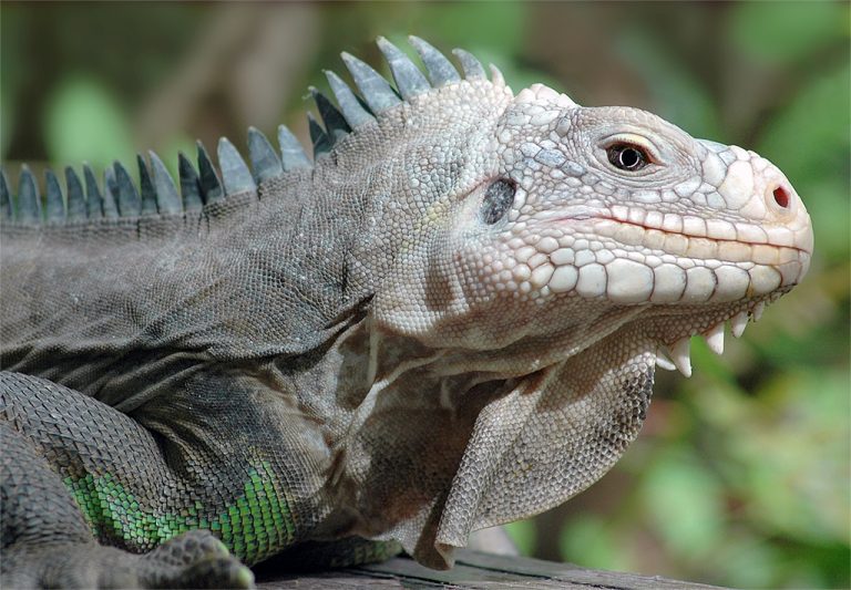 Read more about the article Hurricane Effects on Critically Endangered Reptiles