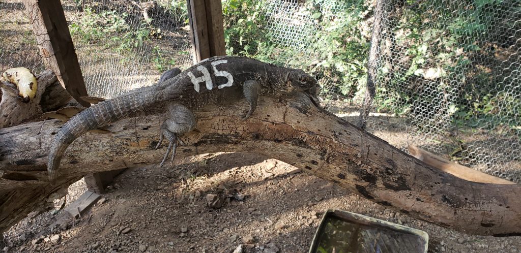 Female H5 of Ctenosaura palearis rescued from a house garden, inside breeding enclosure at Heloderma Natural Reserve. This female is part of the founder individuals of the captive breeding program