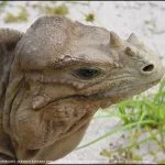 Cyclura stejnegeri