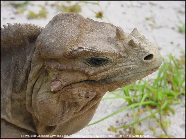 Cyclura stejnegeri