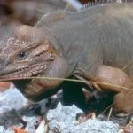 Cyclura stejnegeri