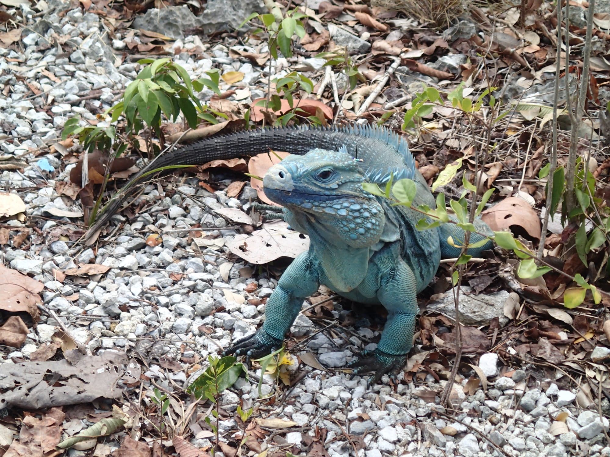 Grand Cayman Blue Iguana (Cyclura Lewisi)- Cayle Pearson9