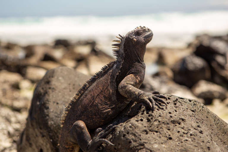 Read more about the article Iguanas from Above