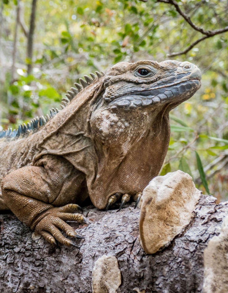 Jamaican Iguanas are recovering thanks to iguana conservation