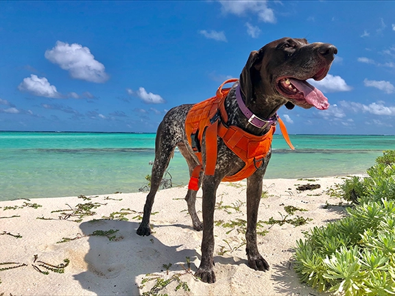 Read more about the article A Dog Named Pena Helps Iguanas