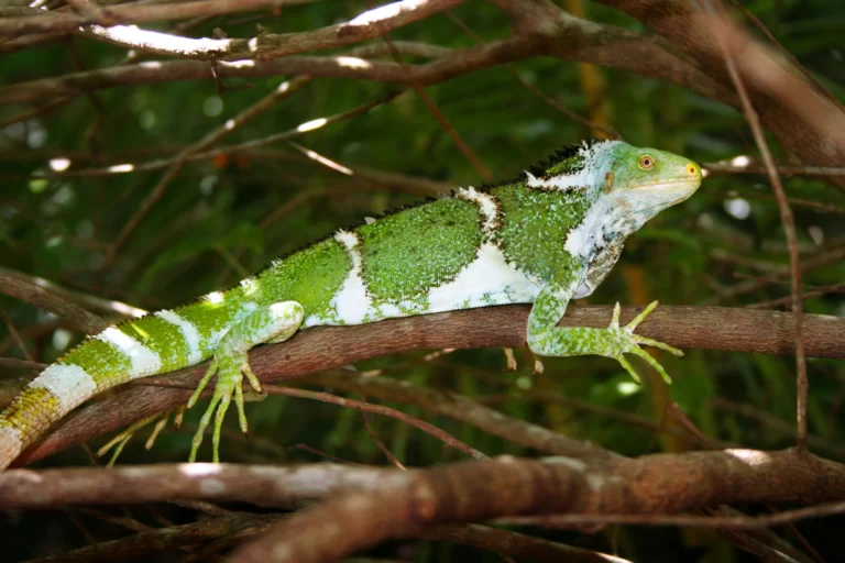Read more about the article Growing Food for Iguanas