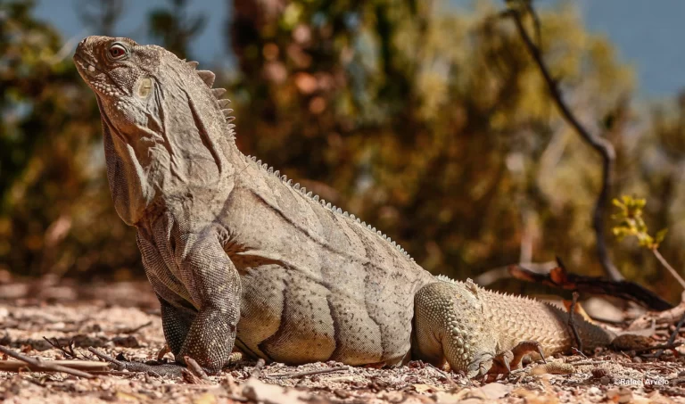 Read more about the article Restoring Ricord’s Rock Iguana Habitat for the Future