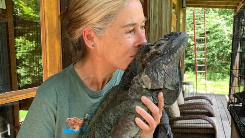 Iguana Love
