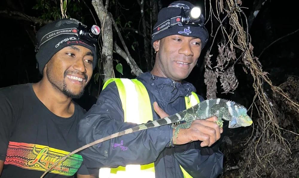 Monuriki Crested Iguana Harlow 2025